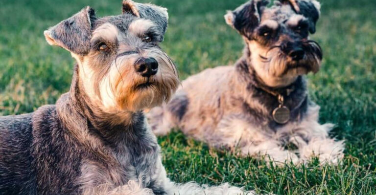 8 Small Dog Breeds Brave Enough To Stand Up To Coyotes (And 5 That Prefer To Hide)