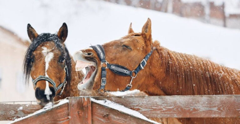 8 Ways Owning A Horse Can Be Life-Changing (And 7 Ways It Can Be Challenging)