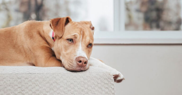 8 Ways You Might Be Hurting Your Dog's Feelings (And 7 Ways To Strengthen Your Bond)