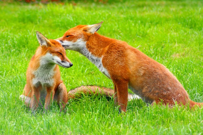 Red Fox