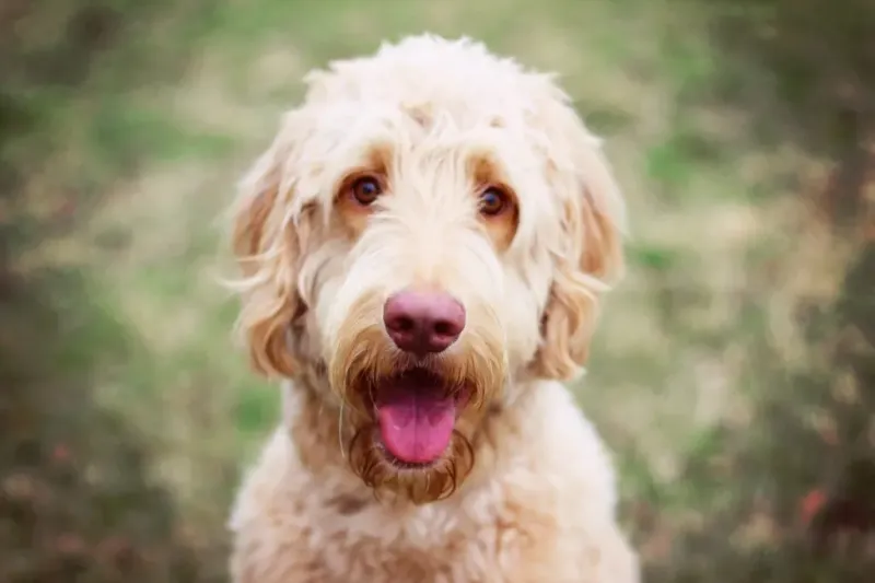 Goldendoodle