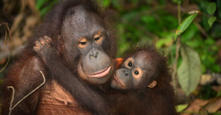 9 Animals That May Disappear Forever In 2025 And 6 That Prove All Is Not Lost