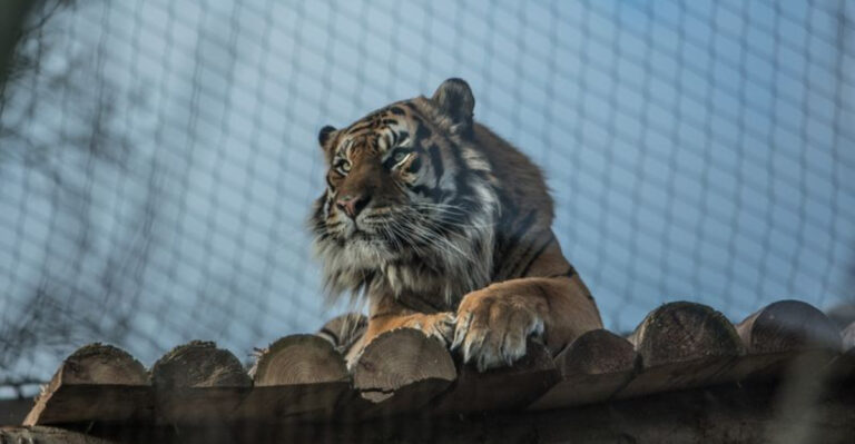 9 Animals That Should Never Be Released Back Into The Wild (And 3 That You Have To Release)