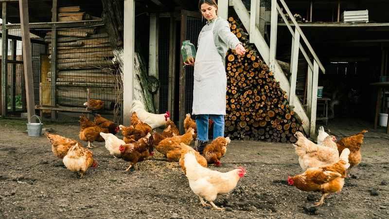 Chickens