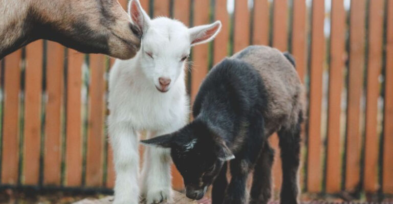 9 Best Beginner-Friendly Farm Animals (And 4 That Are The Toughest To Raise)