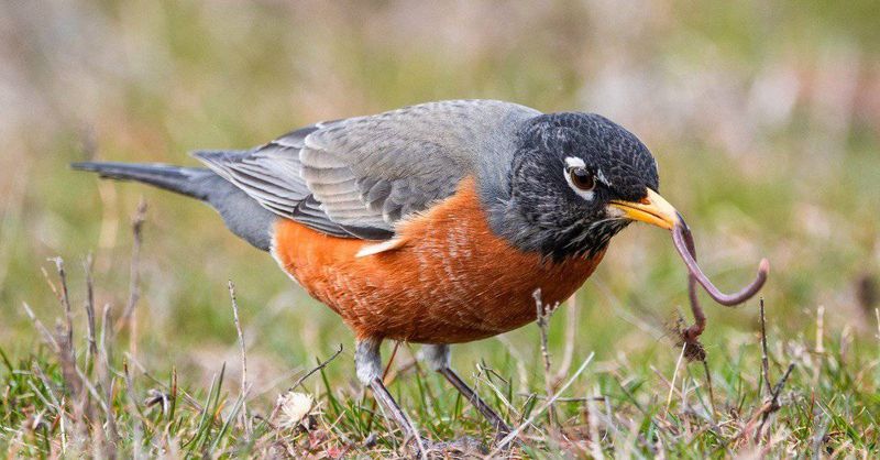 The American Robin - Your Backyard's Red-Breasted Friend