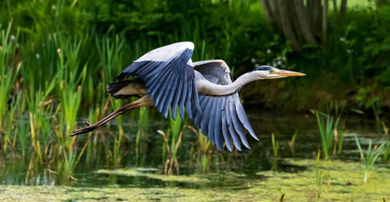 9 Birds Every Birder Should Know And 5 You’re Probably Misidentifying