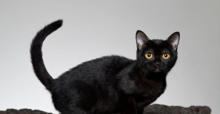 9 Cat Breeds With A Reputation For Being The Meanest (And 4 Loving Breeds)