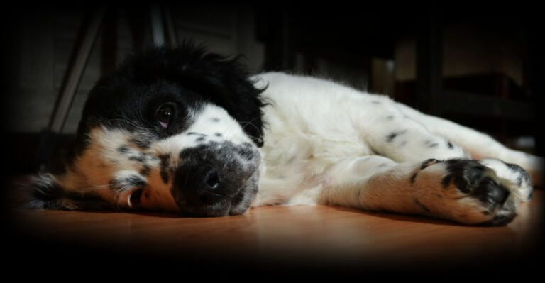 9 Clues Your Dog May Be Nearing The End Of Life (And 6 Signs They’re Still In Good Health)