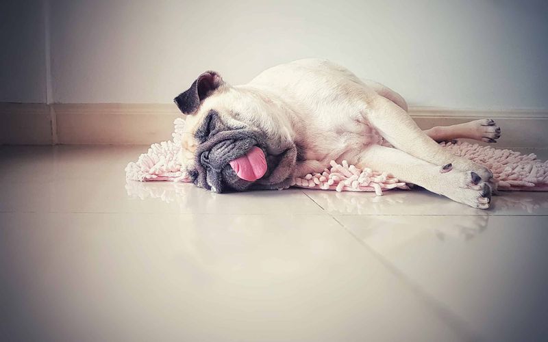 Breed Characteristics (Flat-Faced Dogs)