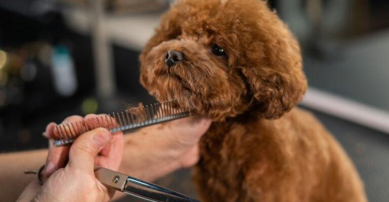 9 Dog Breeds That Are A Groomer’s Delight And 5 That Are Nightmares