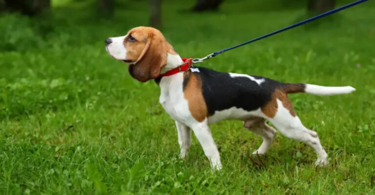 9 Dog Breeds That Aren’t Ideal Off-Leash (And 7 That Do Great Without It)