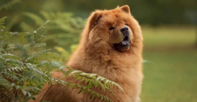 9 Dog Breeds With The Biggest, Most Loving Hearts And 5 That Are Independent And Aloof