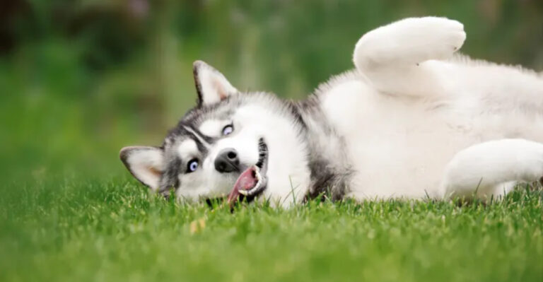9 Dogs I Would Skip As Pets – And 5 You Should Consider (Here’s Why)