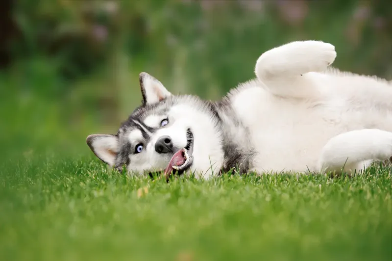 High-Energy Huskies Require Endless Exercise