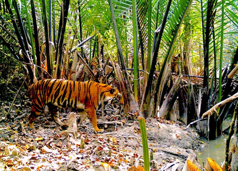 Global Climate Change Alters Big Cat Habitats
