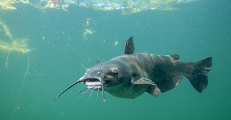 9 Fish That Clean U.S. Waterways And 5 Invasive Species That Make It Worse