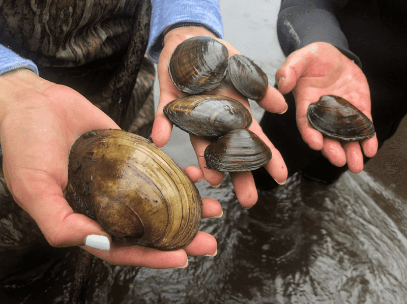Freshwater Mussels: Nature's Water Filters