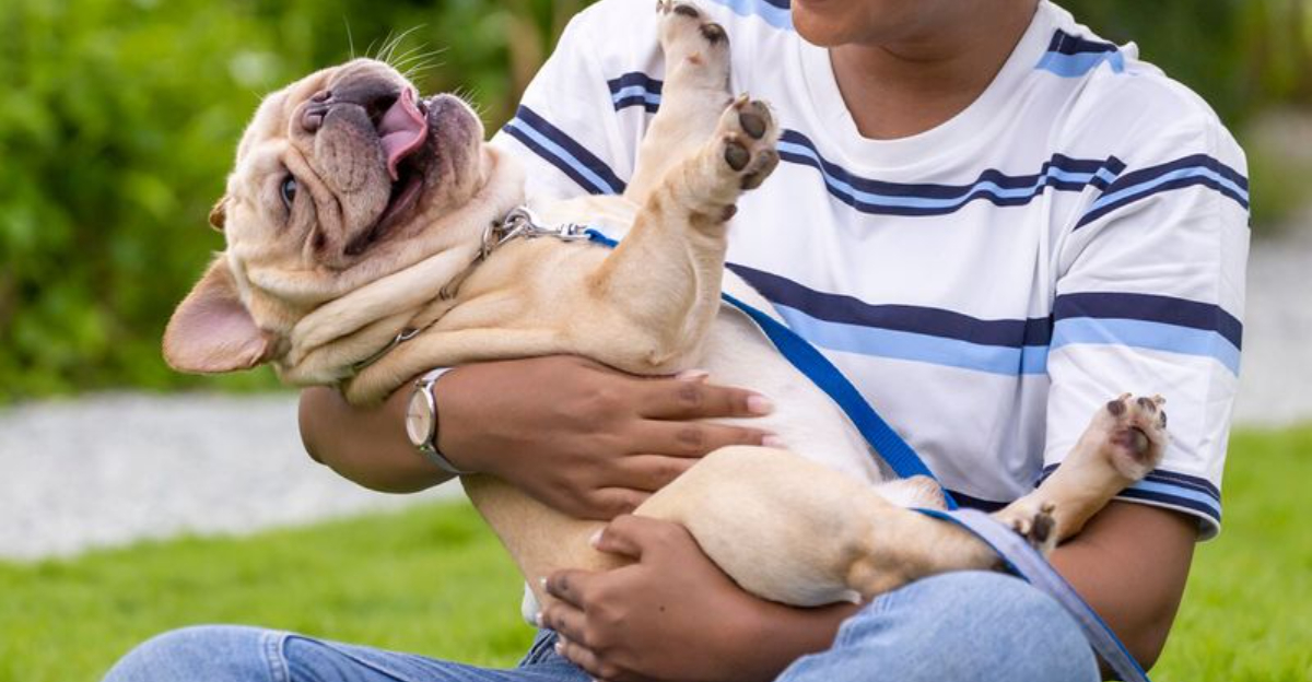 9 Most Huggable Dog Breeds That Love Being Held And 6 That Prefer Head Pets