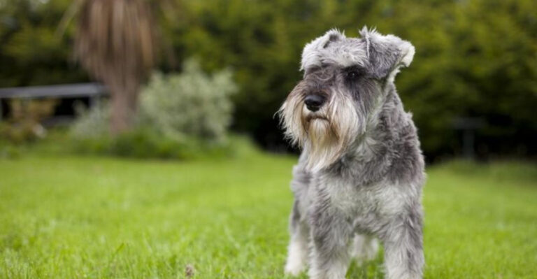 9 Most Mischievous Dog Breeds (And 7 That Are Born Well-Behaved)