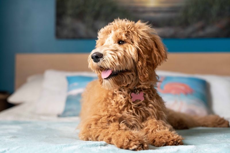 Goldendoodle