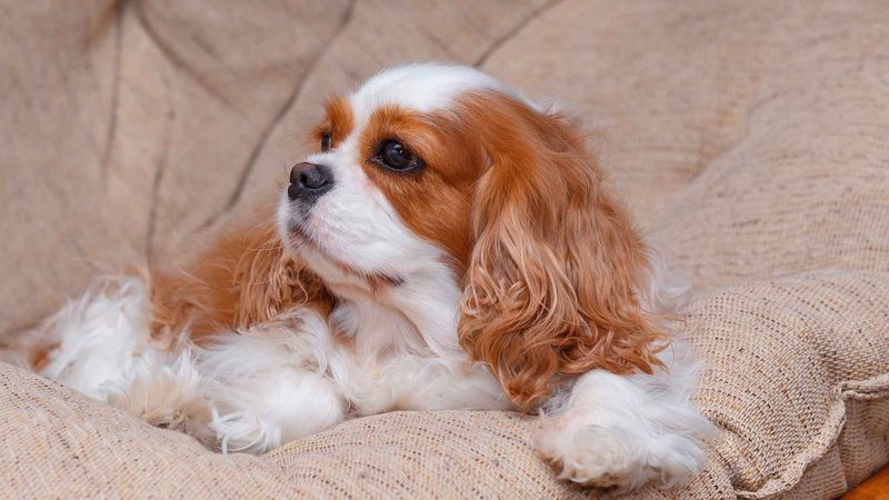 Cavalier King Charles Spaniel – The Royal Lap Warmer