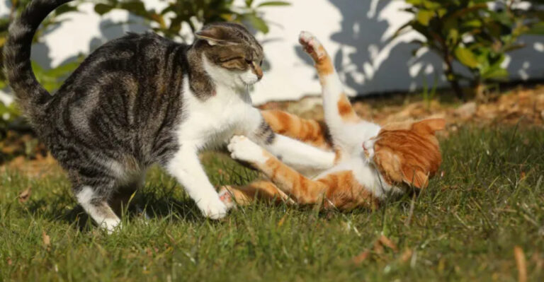 9 Pros Of Owning Multiple Cats & 4 Cons That Will Make You Think Twice