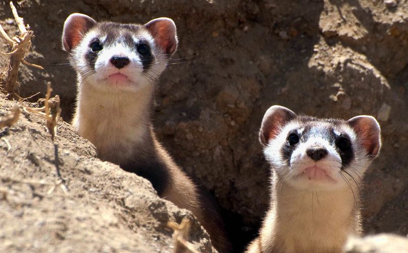 Black-Footed Ferret – Nature's Masked Bandit