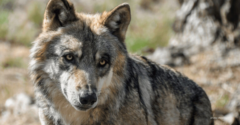 9 Rarest Mammals On The Brink In North America (And 6 Resilient Species Thriving Against The Odds)