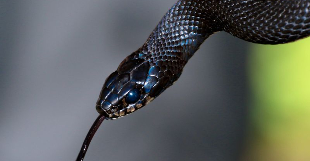9 Signs Snakes May Be Nearby (And 5 Ways To Keep Them Out Of Your Yard)