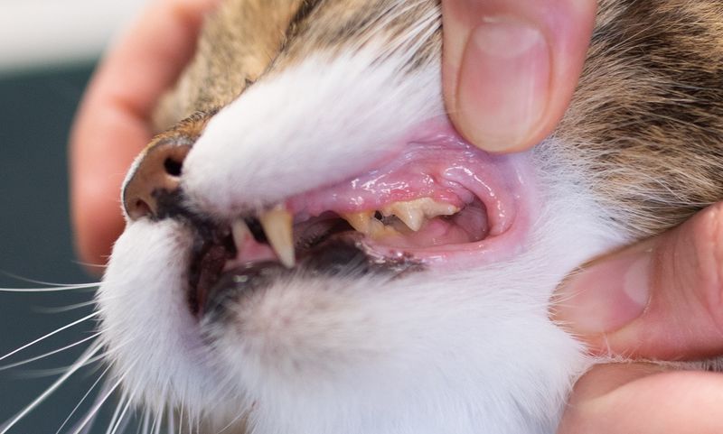 Dental Disease