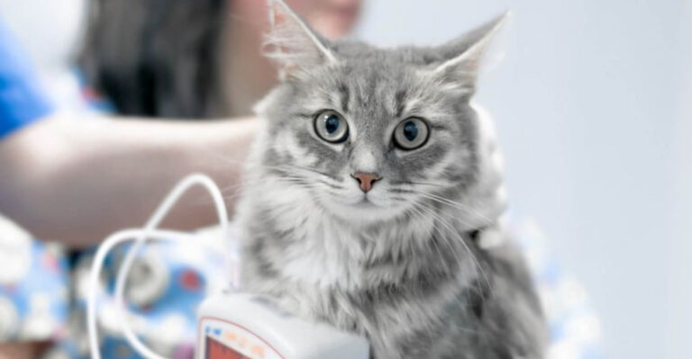 9 Sneaky Health Issues In Cats That Often Go Unnoticed