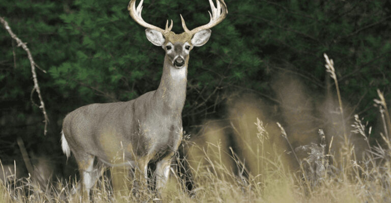 9 Tips To Stay Hidden From A Whitetail’s Nose