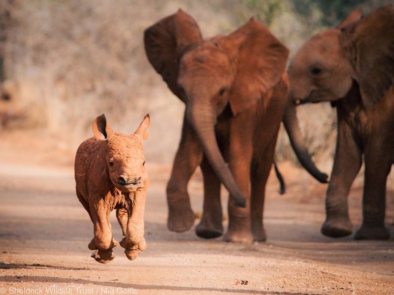 African Elephants