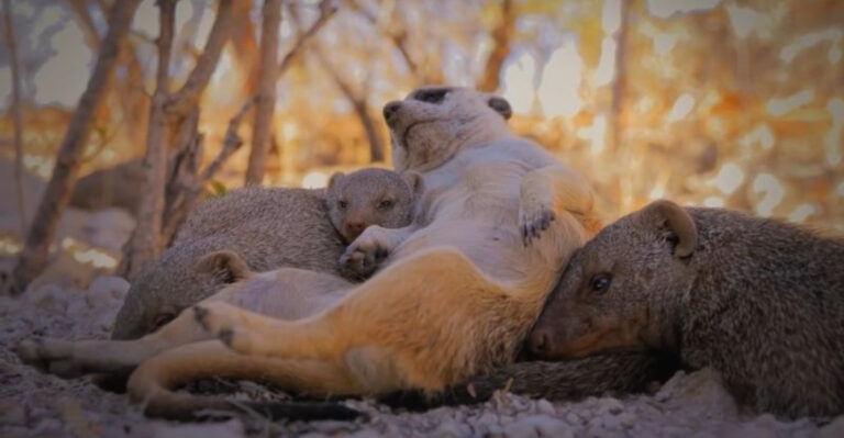 9 Wild Animals That Adopt Orphans From Other Species (And 4 That Would Never Do It)
