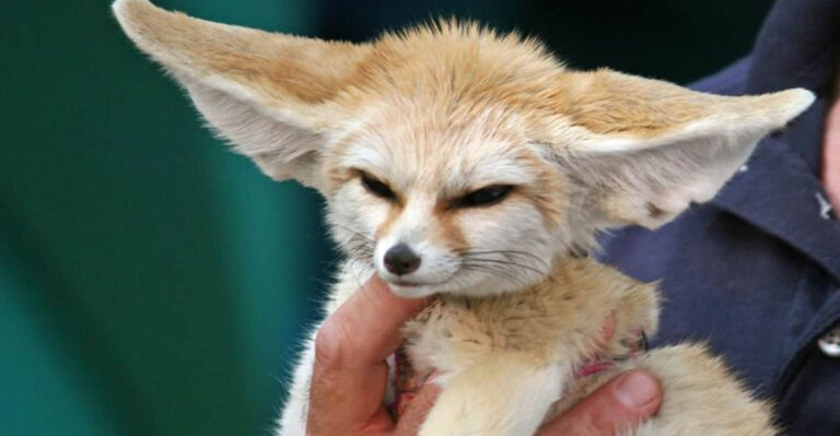 9 Worst Pets To Own (And 6 That Make Perfect Companions)