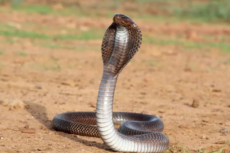 Venomous Snakes: Deadly Roommates