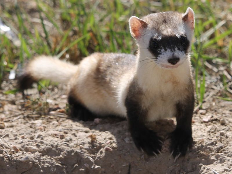 Geneticists And Their Role In Cloning The Black-Footed Ferret