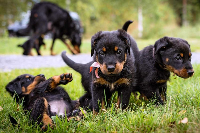 Early Socialization Is Crucial
