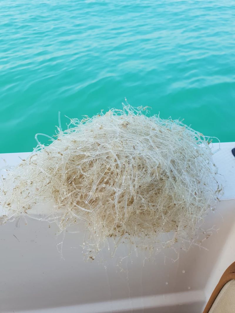 The Spread Of Invasive Species