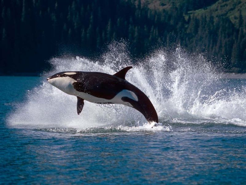 Why Dolphins And Orcas Can't Quickly Adapt