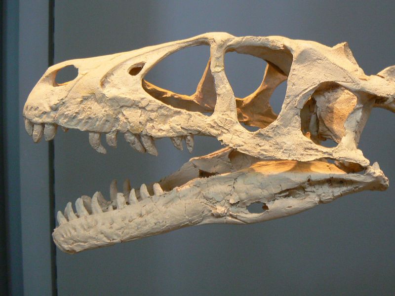 Feathered Predators