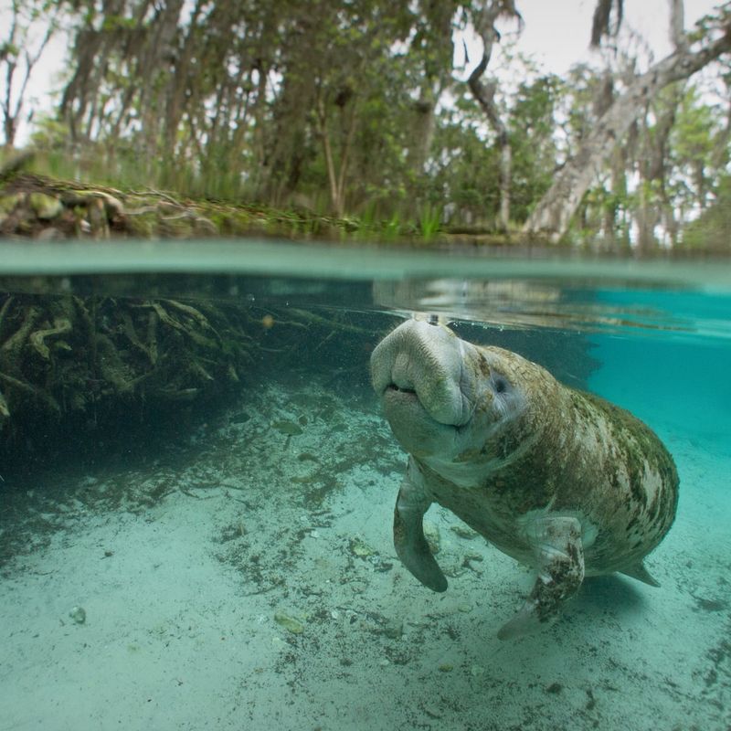 The Manatee's Vulnerability To Climate Change