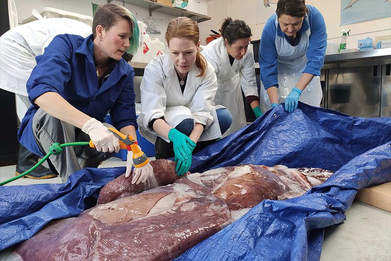 The Role Of Professor Dr. Kat Bolstad In The Colossal Squid Discovery