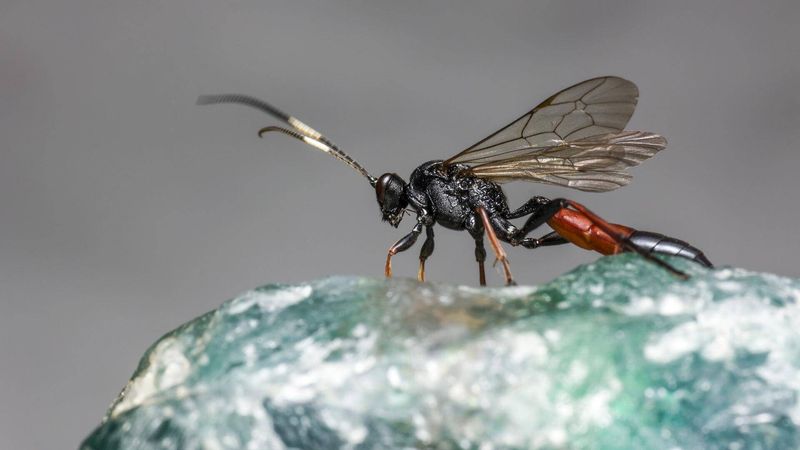 The Role Of Parasitic Wasps In Controlling Fruit Fly Populations