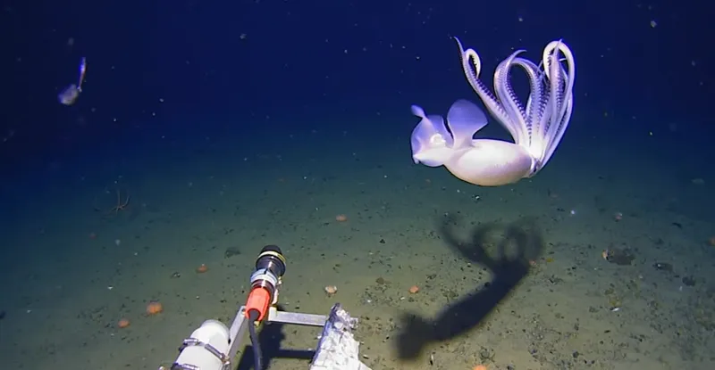 Why This First Live Footage Is A Game-Changer