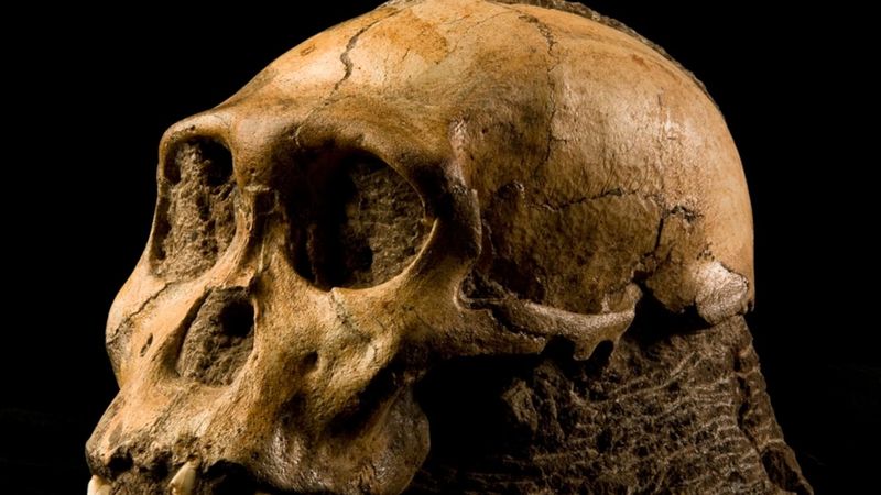 What This Gorilla Fossil Reveals About Our Ancestors