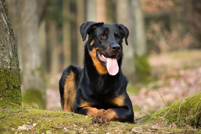 A Low-Shedding Breed