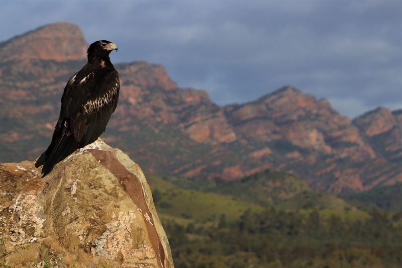 Predator Control Played A Huge Role In Their Recovery