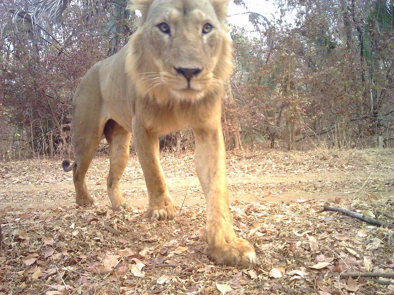 What's Next For Niokolo-Koba National Park